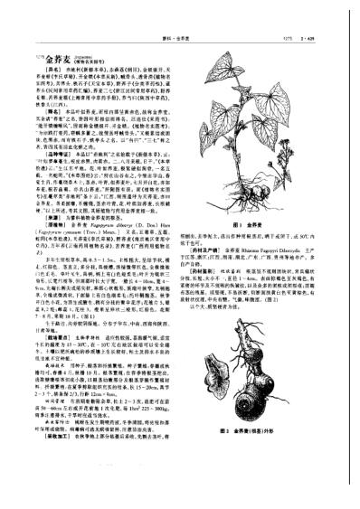 中华本草_第06卷.pdf