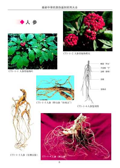 最新中草药真伪鉴别实用大全第一卷.pdf